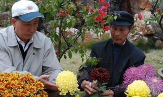 日本的菊花种植方法 日本的菊花怎么种植