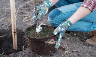 矮化苹果苗怎样栽植 矮化苹果苗直接栽到地里就行吗