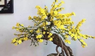 迎春盆景养殖方法和注意事项 迎春花盆景的养殖方法
