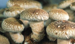 怎么养蘑菇 蘑菇的养殖方法