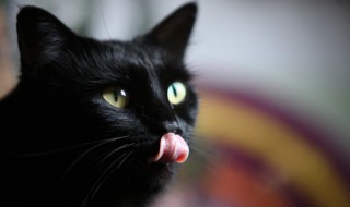 母猫发情了怎么办