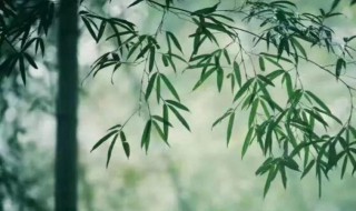 竹子的生长方法 竹子怎么生长