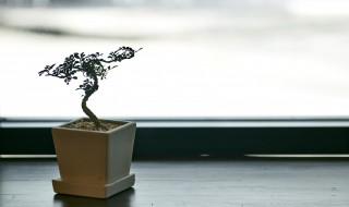 石榴怎么做成盆栽 石榴盆景怎么做