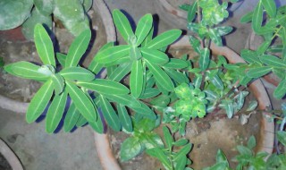 猫眼草盆栽种植方法 猫眼草怎么种植