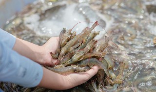 青椒炒白虾的做法步骤 怎么做青椒炒白虾