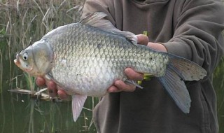 电子漂拉饵钓鲫技巧 电子漂拉饵钓鲫的方法
