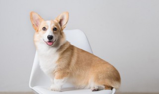 幼犬多久喂一次，刚出生的柯基幼犬多久喂一次