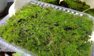 怎样在家自制水苔 自制水苔方法