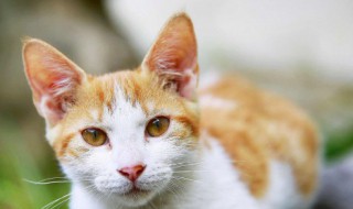 小猫吐白沫怎么办 四个月小猫吐白沫怎么办