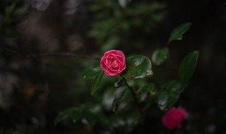 山茶花的功效与作用 山茶花有哪些功效与作用
