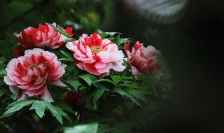 牡丹的花语和寓意是什么 牡丹的花语和寓意有哪些