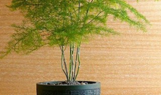 武竹的盆栽种植方法 怎么种植盆栽武竹