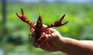 野钓小龙虾大概在几月 钓龙虾的饵料