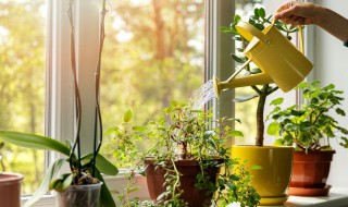室内大型植物有哪些（室内大型植物有哪些好养）