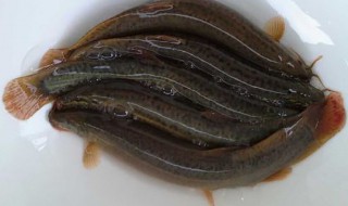 泥鳅怎么养才能过冬天吃，泥鳅怎么养才能过冬天吃食