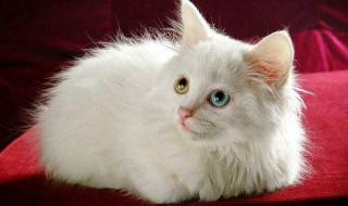 产后母猫注意事项 产后母猫注意事项有什么