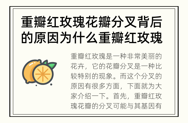 重瓣红玫瑰花瓣分叉背后的原因 为什么重瓣红玫瑰花瓣分叉？