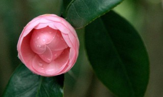 山茶花会结果子吗 山茶花能不能结果呢