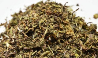 蒲公英泡水一次放几根 蒲公英泡水一次放多少根