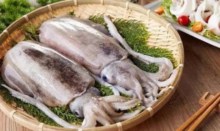 墨鱼的功效和营养价值及禁忌 墨鱼的功效和营养价值及禁忌介绍