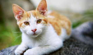 猫和仓鼠能一起养吗（宠物猫和仓鼠可以一起养吗）