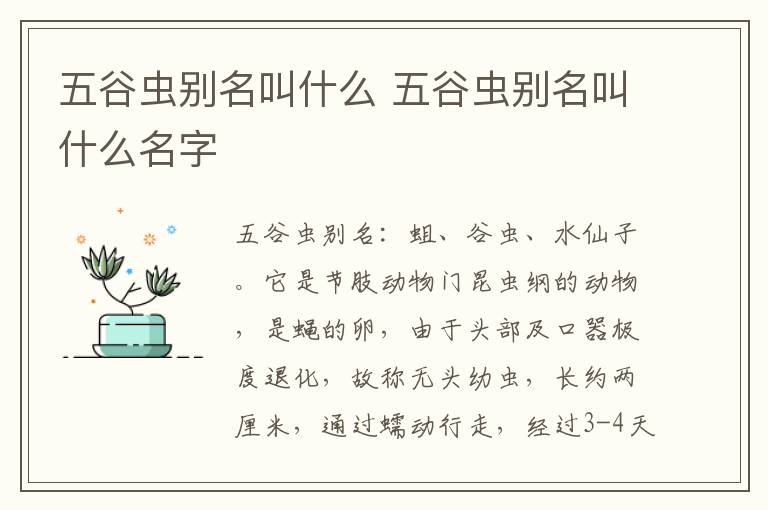 五谷虫别名叫什么 五谷虫别名叫什么名字