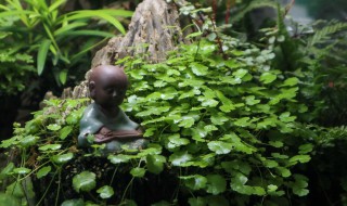 天胡荽种植方法 天胡荽种植方法简单介绍