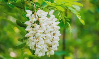 槐树花怎么做汤好喝 槐花汤的做法