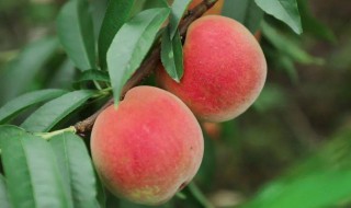 四川桃子几月份成熟，四川的樱桃几月份成熟