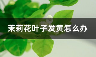 茉莉花叶子发黄 茉莉花叶子发黄的解决方法