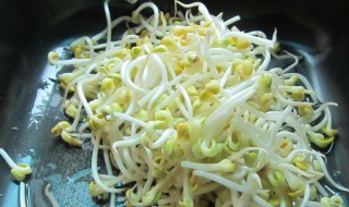 肉末咸菜黄豆芽 怎么做肉末咸菜黄豆芽