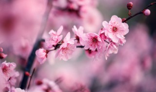 写梅花的古诗 关于梅花的古诗集锦