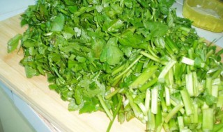 野芹菜保存方法 野芹菜保存方法步骤
