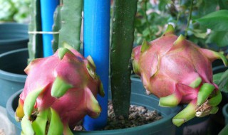 火龙果的盆栽种植方法，火龙果的盆栽种植方法图解