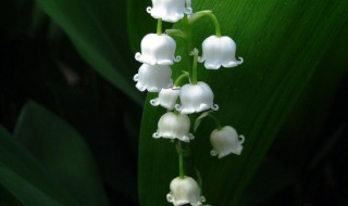 铃兰种子的种植方法步骤 种植铃兰种子的流程