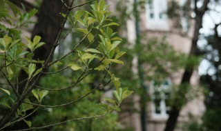 正月种植法国冬青的养殖方法 正月种植法国冬青的养殖方法简单介绍