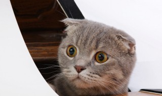 猫在家门口哭叫预示着什么 猫在家门口哭叫预示着什么意思