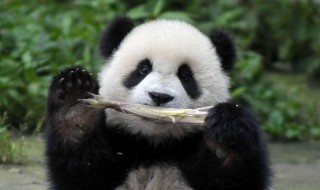 大熊猫的特点是什么 大熊猫的特点介绍