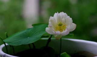 碗莲能种在水族箱里吗（碗莲能种在水族箱里吗）