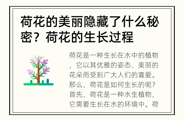 荷花的美丽隐藏了什么秘密？ 荷花的生长过程