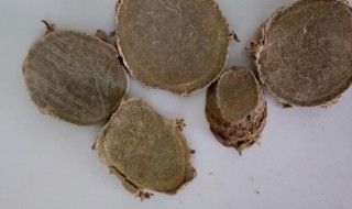 醋莪术的功效与作用 醋莪术的益处简介