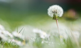 蒲公英白色的绒球是什么 蒲公英白色的绒球介绍