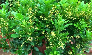 米兰几月份开花 米兰几月份开花花期多久