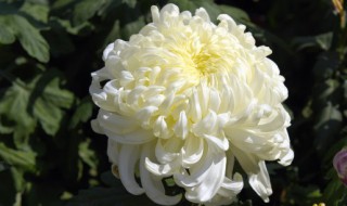 菊花的寓意和象征 关于菊花的寓意和象征