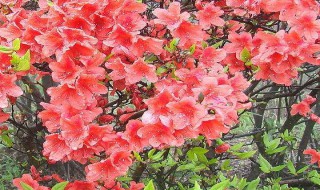 冬天杜鹃花花朵蔫了怎么回事 冬天杜鹃花花朵蔫了的原因解析