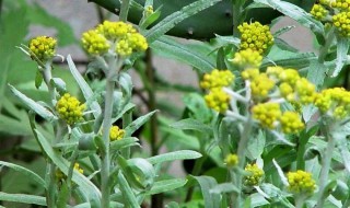 清明菜有毒吗 清明菜是否有毒