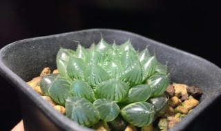 多肉紫玉露的养殖方法与注意事项 怎么养护多肉紫玉露和禁忌