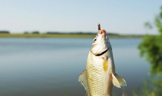 初春钓鲫鱼最佳时间和方法 初春钓鲫鱼怎么选择钓位