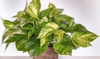 植物绿萝种植方法 植物绿萝怎么种植