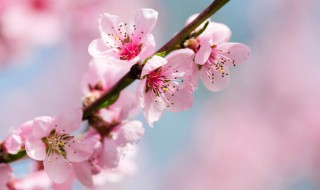 春天最短好句10个字 关于春天的十字短句大全
